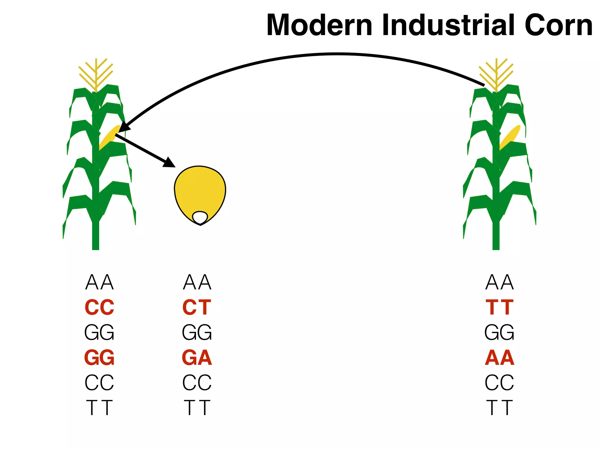 A
C
G
G
C
T
A
C
G
G
C
T
A
T
G
A
C
T
A
T
G
A
C
T
A
C
G
G
C
T
A
T
G
A
C
T
Modern Industrial Corn
 