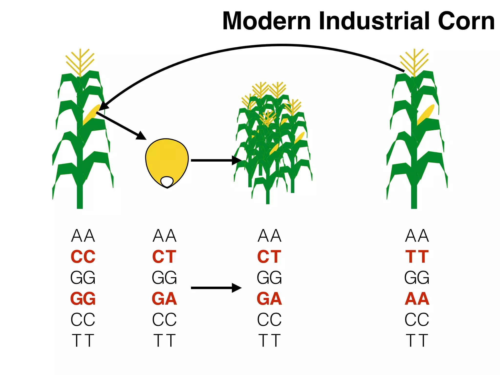 A
C
G
G
C
T
A
C
G
G
C
T
A
T
G
A
C
T
A
T
G
A
C
T
A
C
G
G
C
T
A
T
G
A
C
T
A
C
G
G
C
T
A
T
G
A
C
T
Modern Industrial Corn
 