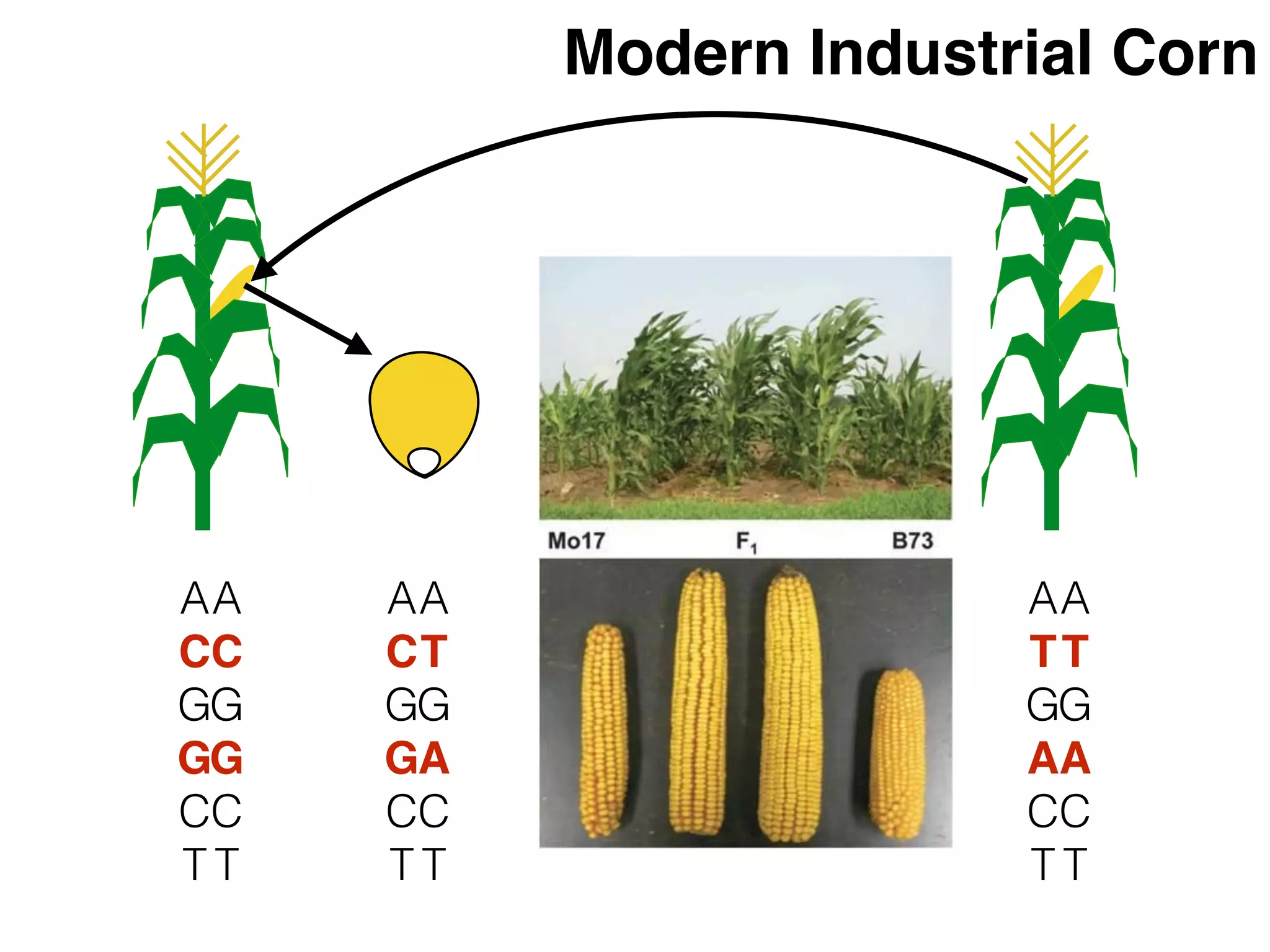 A
C
G
G
C
T
A
C
G
G
C
T
A
T
G
A
C
T
A
T
G
A
C
T
A
C
G
G
C
T
A
T
G
A
C
T
Modern Industrial Corn
 