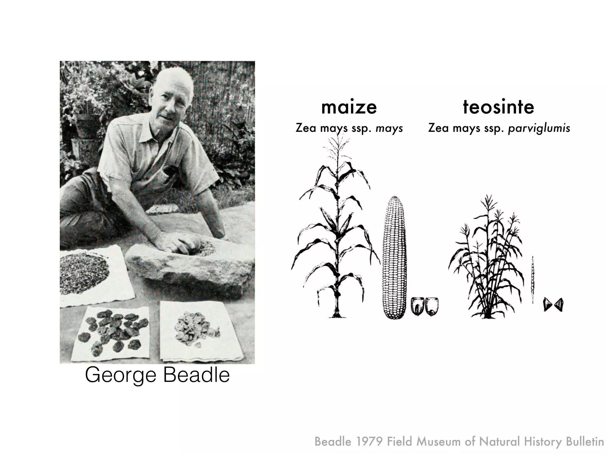 Beadle 1979 Field Museum of Natural History Bulletin
maize or
F1
teosinte
Zea mays ssp. parviglumis
maize
Zea mays ssp. mays
George Beadle
 