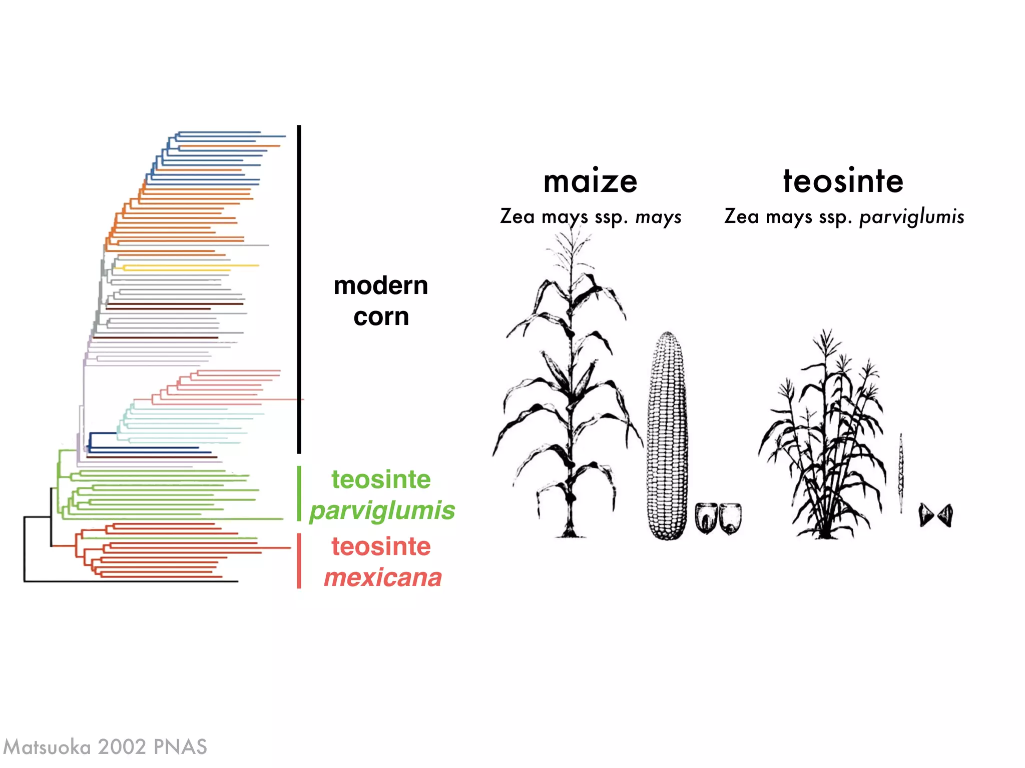 maize or
F1
teosinte
Zea mays ssp. parviglumis
maize
Zea mays ssp. mays
teosinte
parviglumis
teosinte
mexicana
modern
corn
Matsuoka 2002 PNAS
 