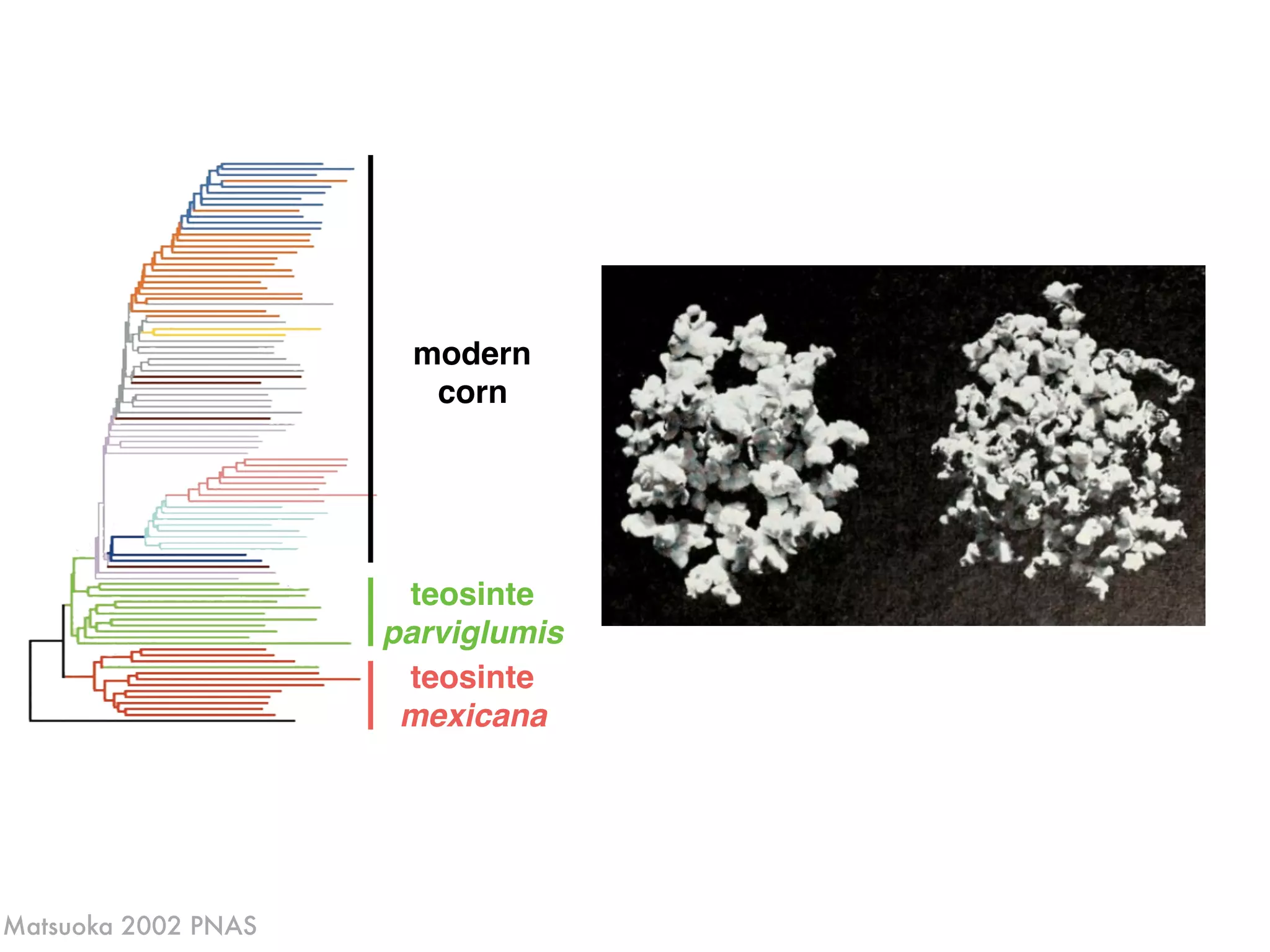 teosinte
parviglumis
teosinte
mexicana
modern
corn
Matsuoka 2002 PNAS
 