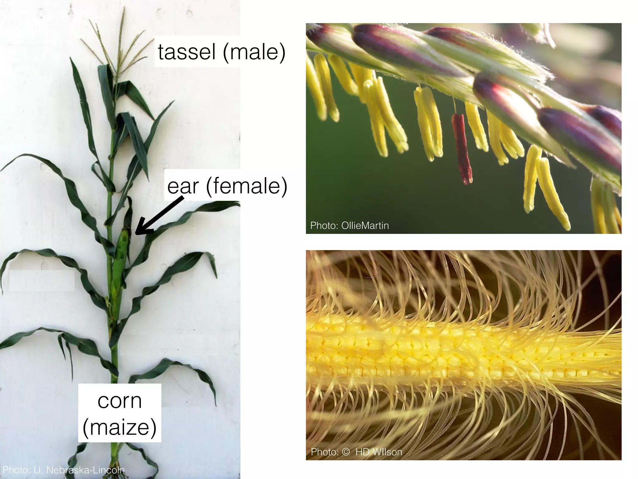 tassel (male)
ear (female)
Photo: OllieMartin
Photo: U. Nebraska-Lincoln
Photo: © HD WIlson
corn
(maize)
 