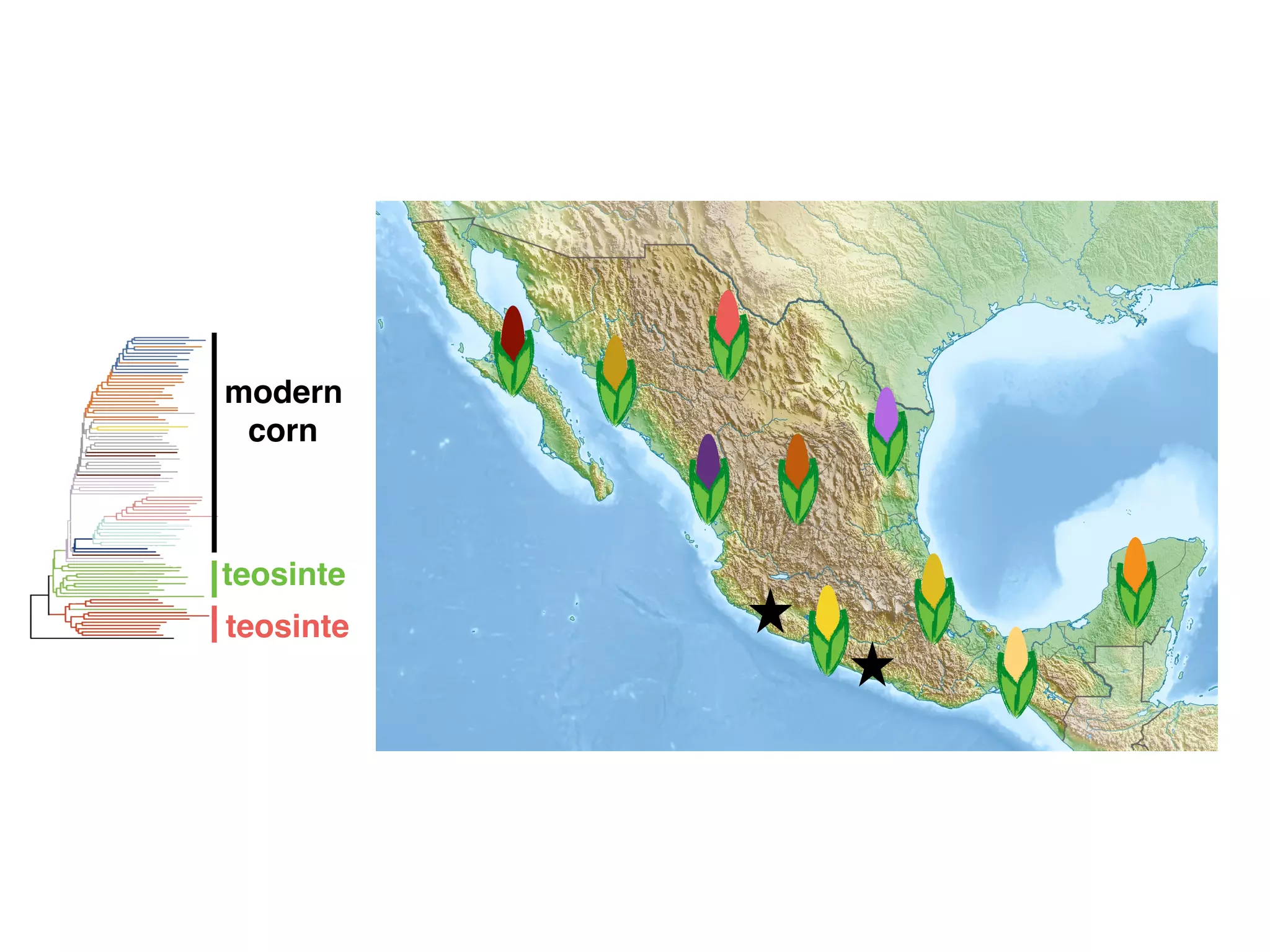 teosinte
teosinte
modern
corn
 