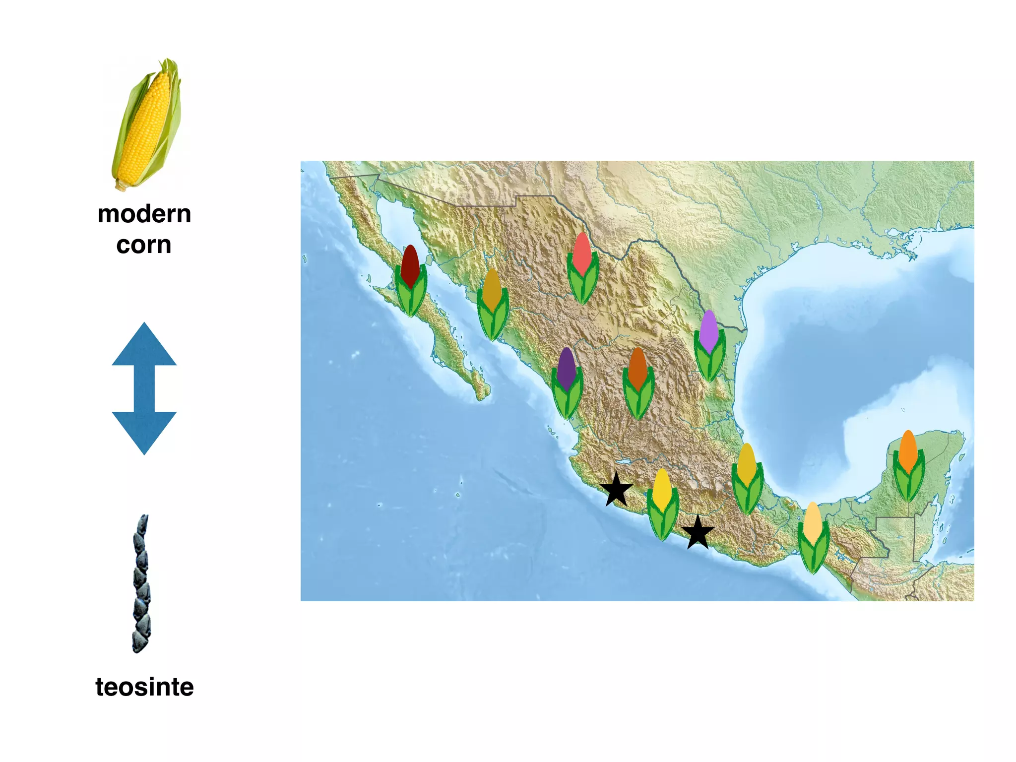 modern
corn
teosinte
 