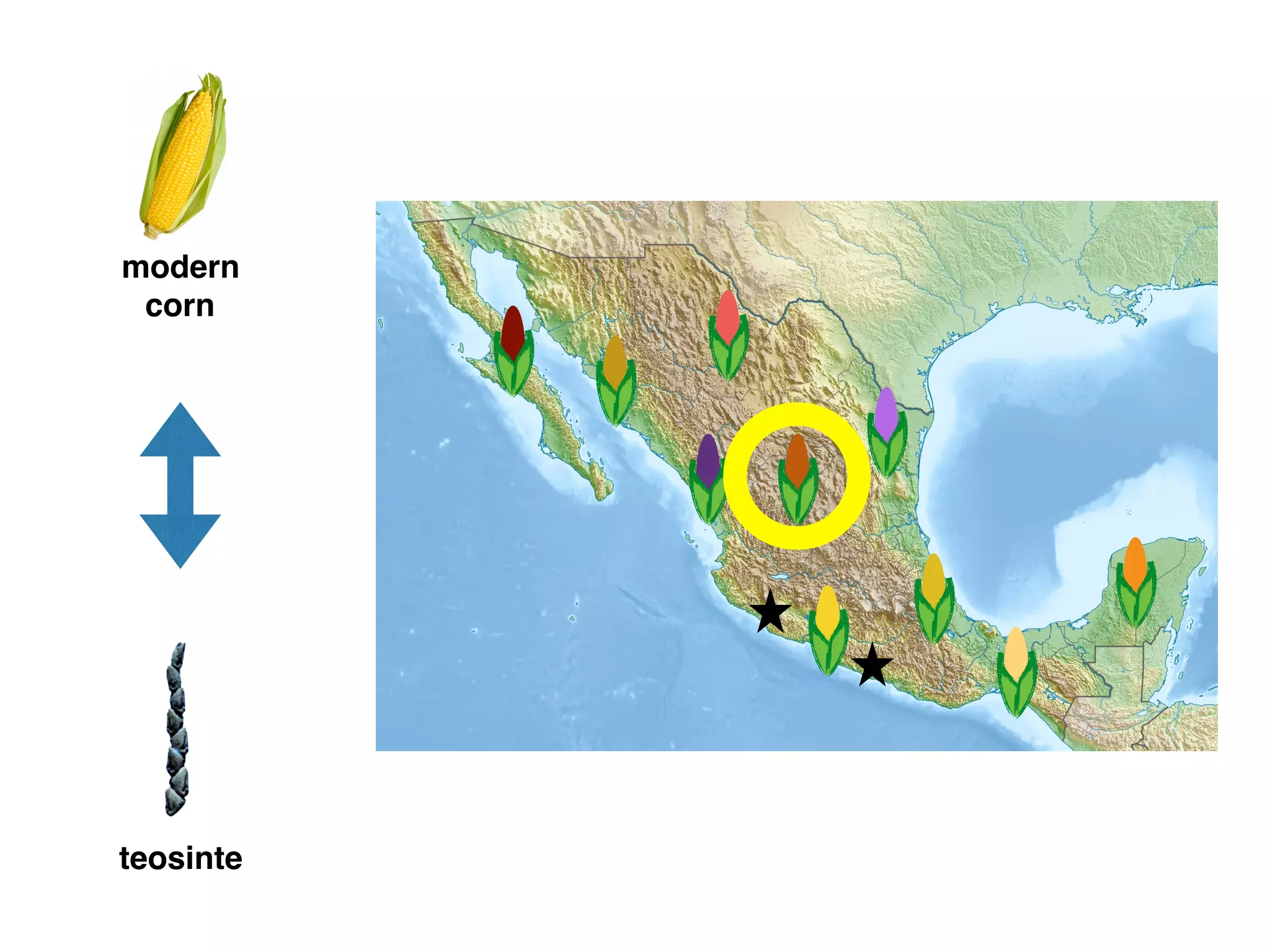 modern
corn
teosinte
 