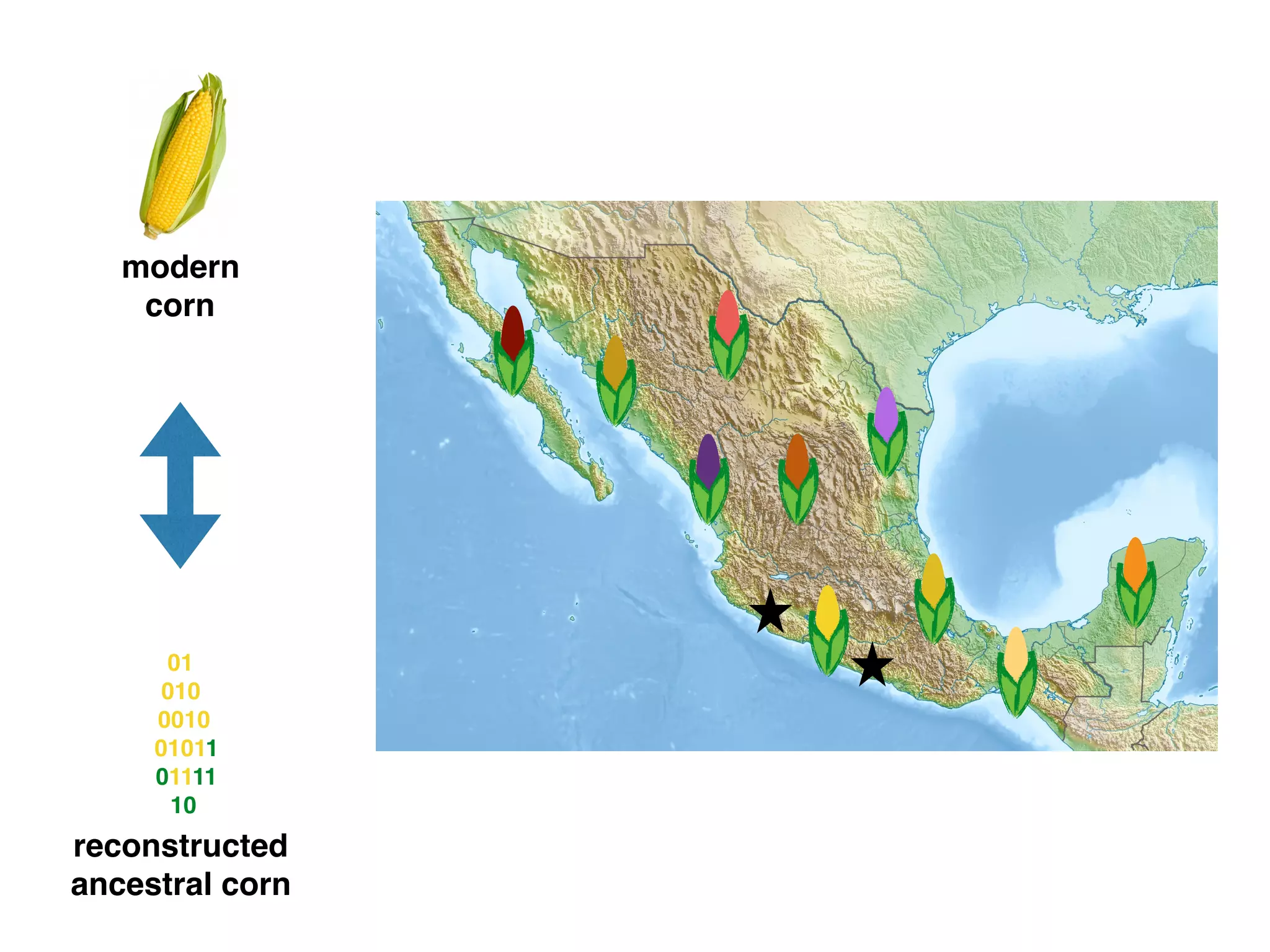 modern
corn
reconstructed
ancestral corn
01
010
0010
01011
01111
10
 