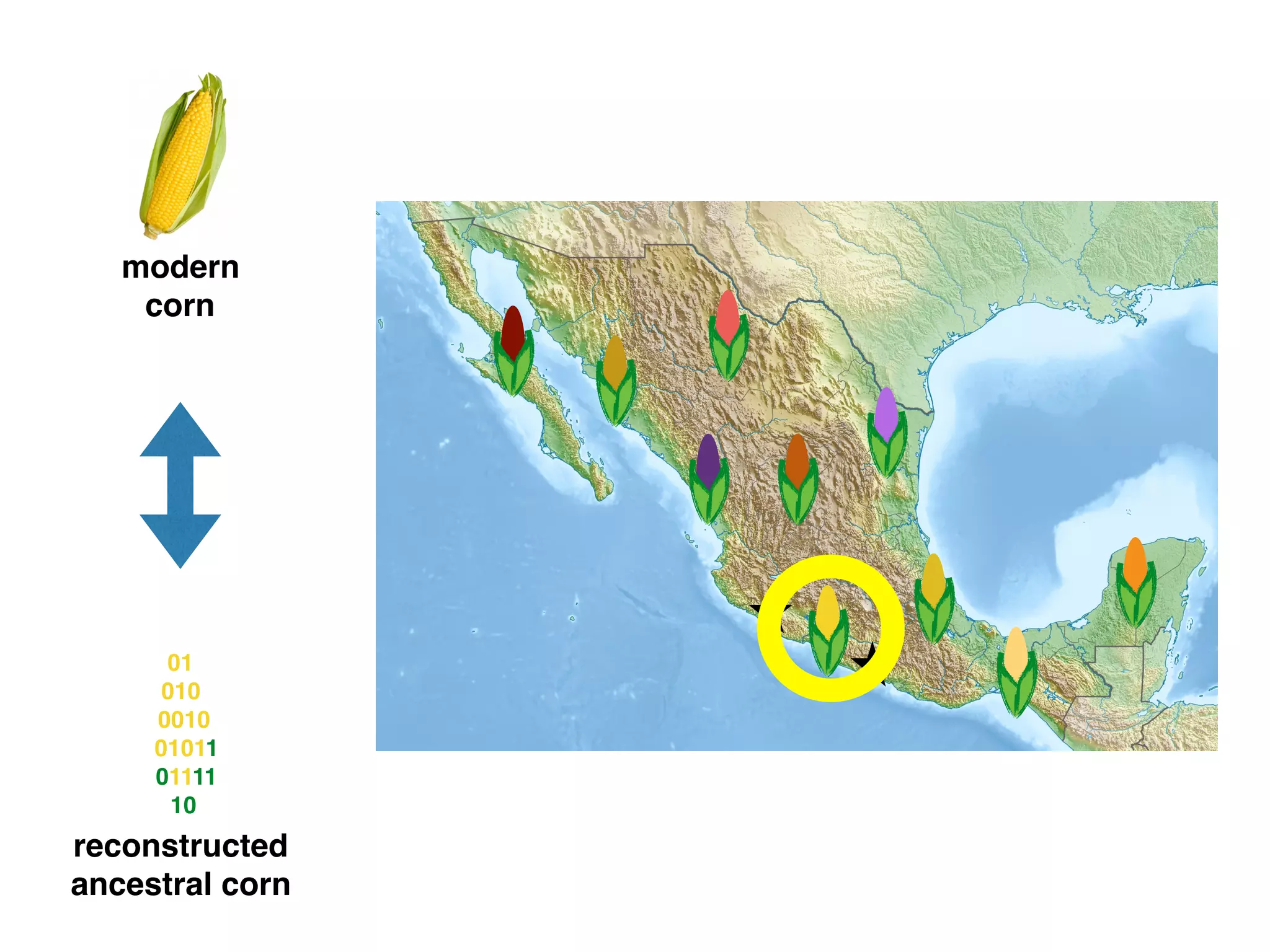 modern
corn
reconstructed
ancestral corn
01
010
0010
01011
01111
10
 