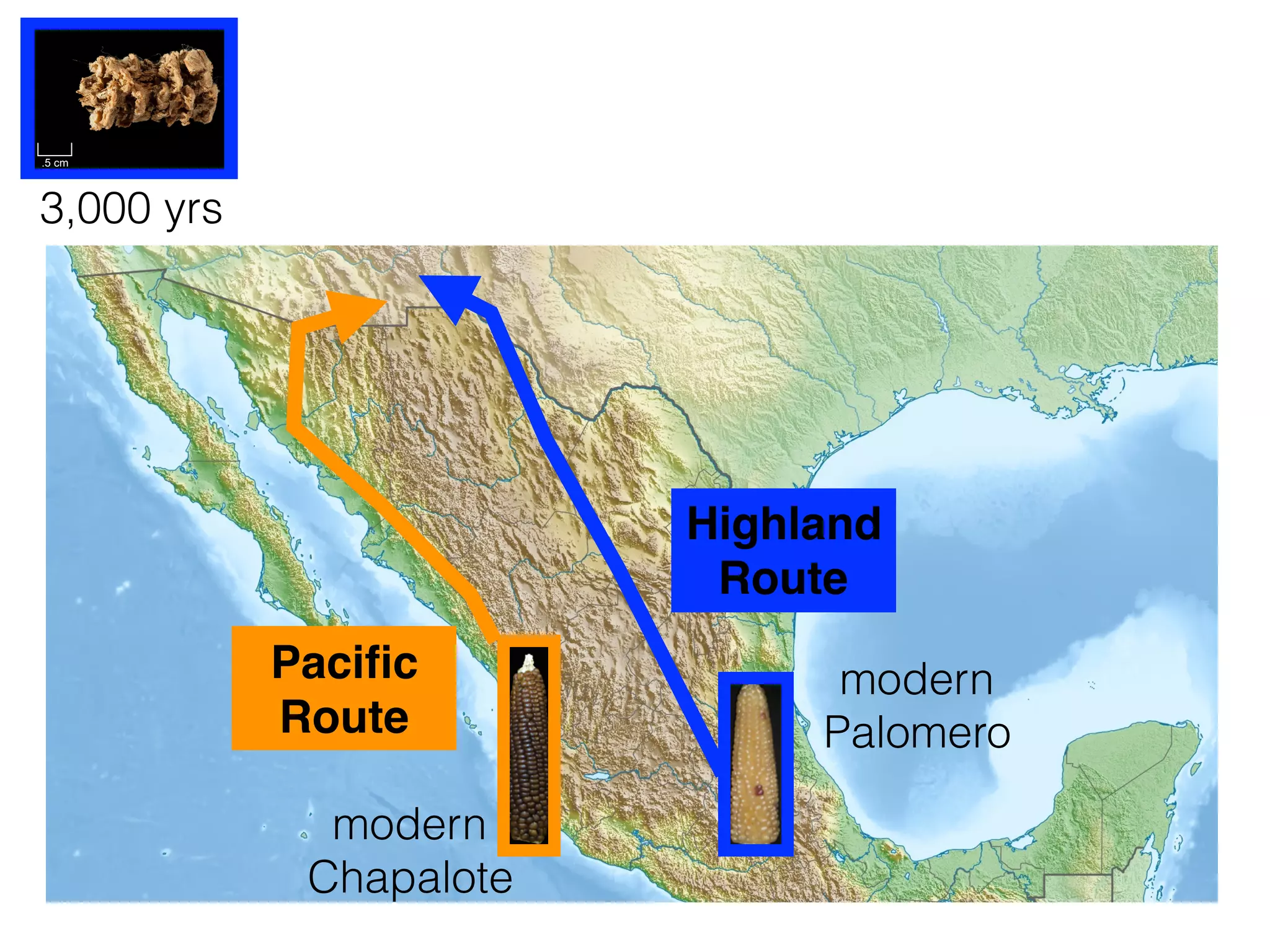 Highland
Route
Paciﬁc
Route
3,000 yrs
modern
Chapalote
modern
Palomero
 