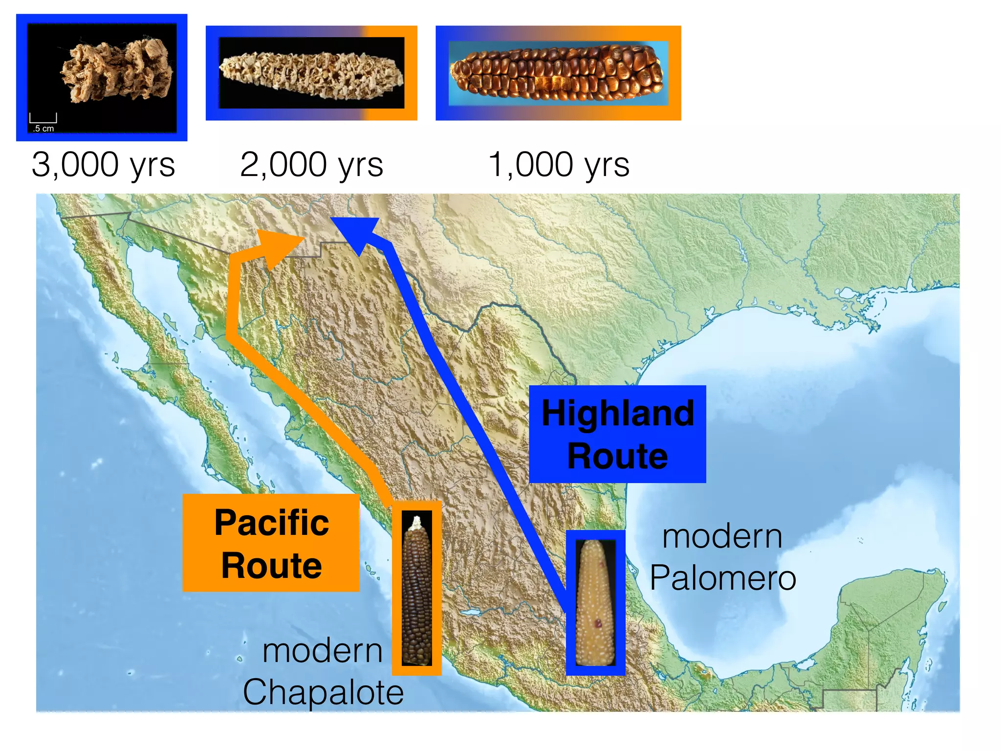 Highland
Route
Paciﬁc
Route
3,000 yrs
modern
Chapalote
modern
Palomero
2,000 yrs 1,000 yrs
 