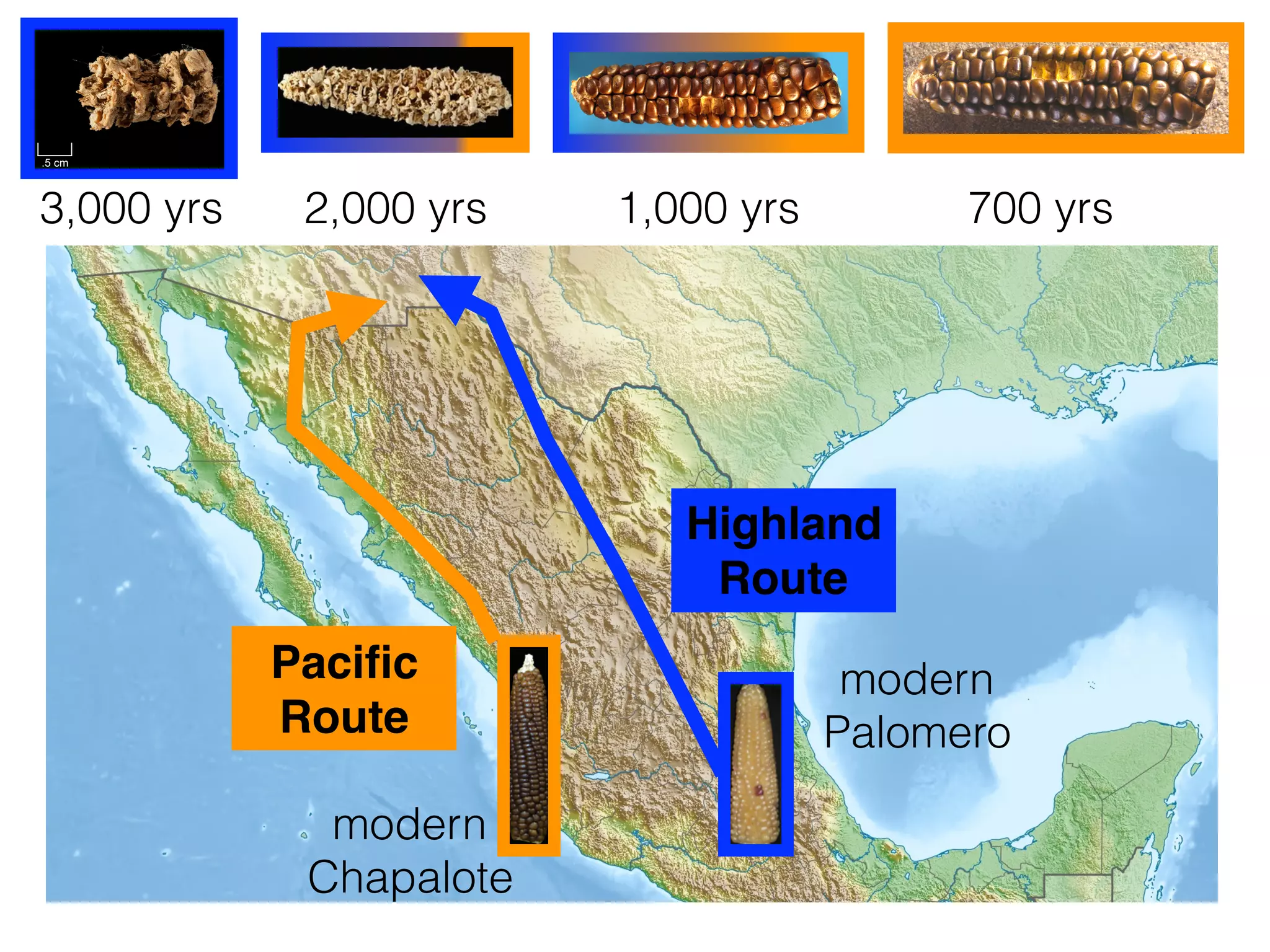 Highland
Route
Paciﬁc
Route
3,000 yrs
modern
Chapalote
modern
Palomero
700 yrs2,000 yrs 1,000 yrs
 