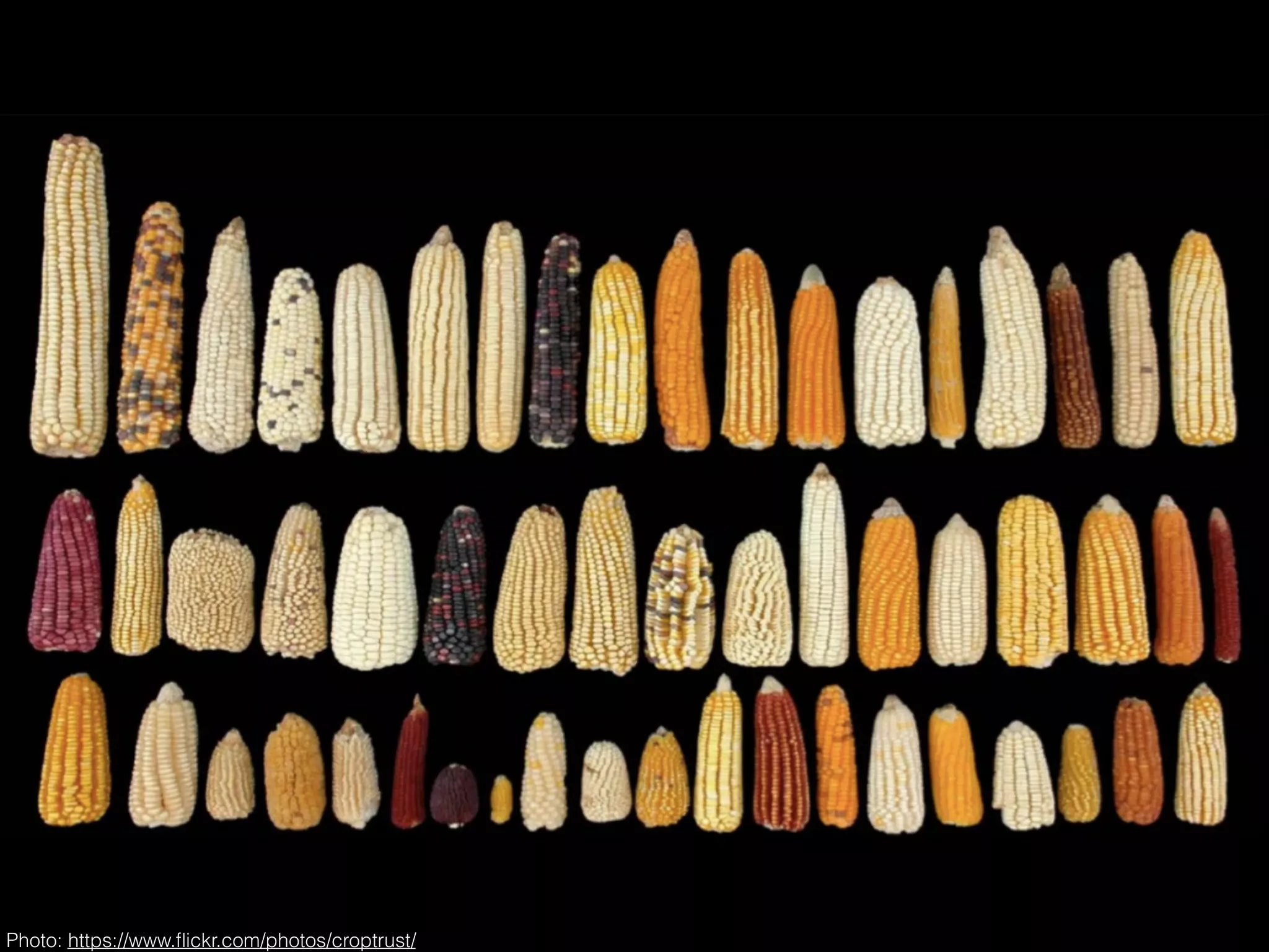 Photo: https://www.ﬂickr.com/photos/croptrust/
 