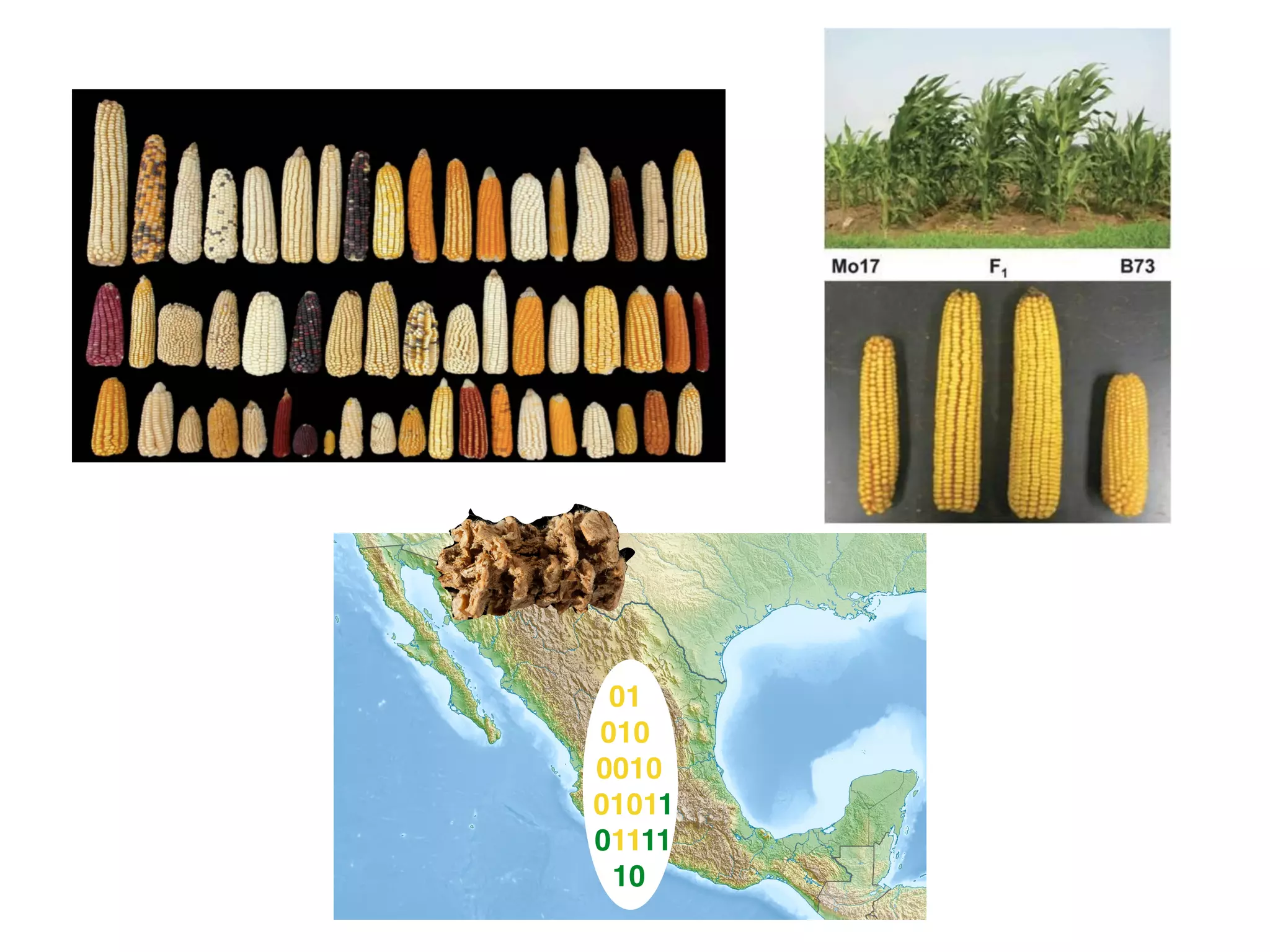 01
010
0010
01011
01111
10
 