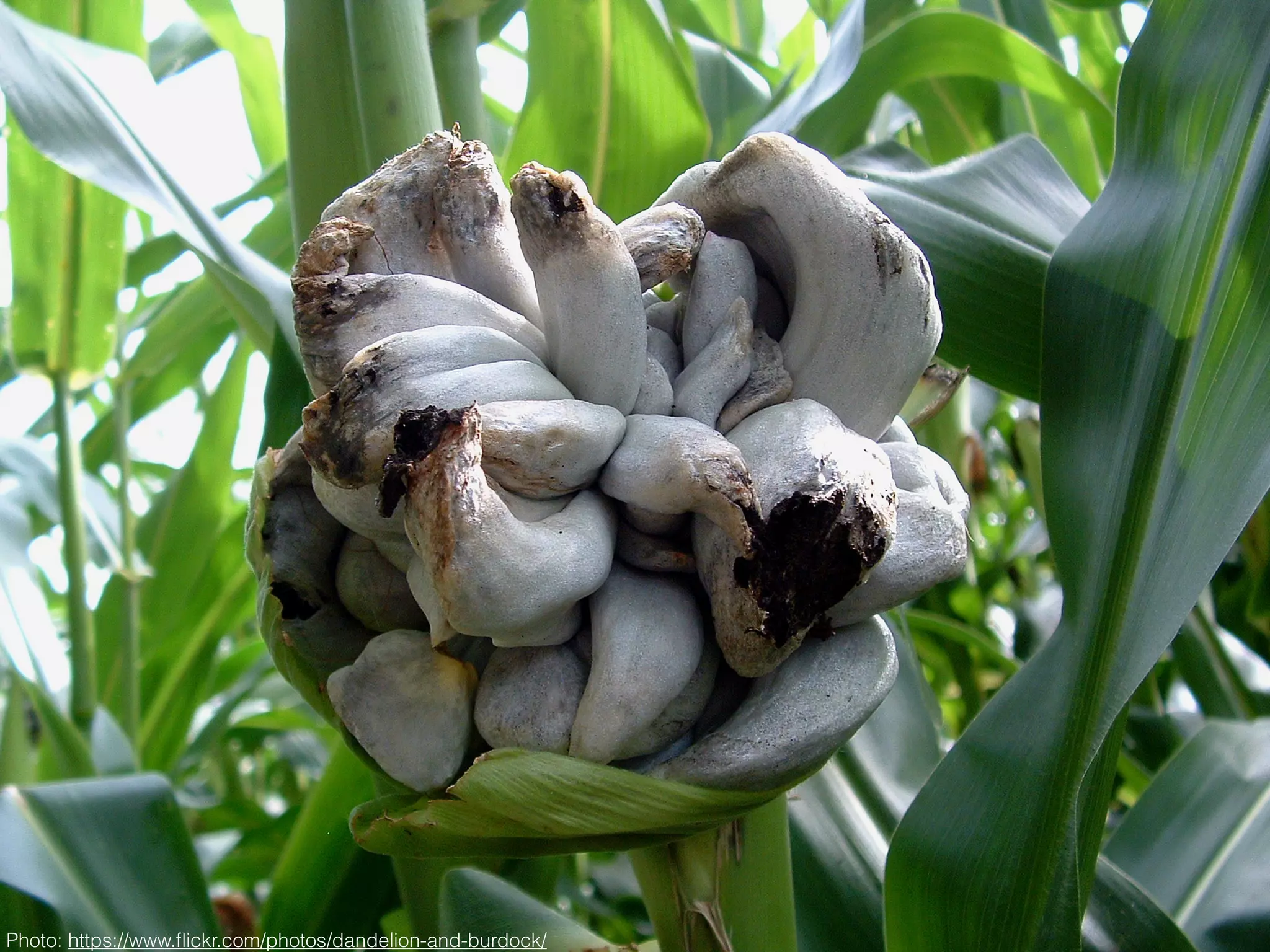 Photo: https://www.ﬂickr.com/photos/dandelion-and-burdock/
 