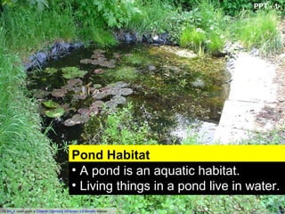 PPT - 1




                                              Pond Habitat
                                              • A pond is an aquatic habitat.
                                              • Living things in a pond live in water.
by tim_d used under a Creative Commons Attribution 2.0 Generic license
 