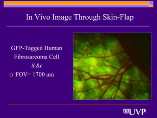 In Vivo Image Through Skin-Flap


GFP-Tagged Human
 Fibrosarcoma Cell     16.5x

        8.8x
 FOV= 1700 um
 