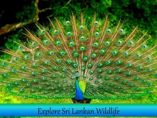 Explore Sri Lankan Wildlife
 