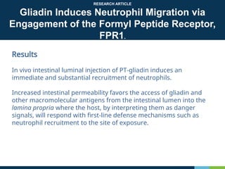 RESEARCH ARTICLE
Gliadin Induces Neutrophil Migration via
Engagement of the Formyl Peptide Receptor,
FPR1.
Results
In vivo intestinal luminal injection of PT-gliadin induces an
immediate and substantial recruitment of neutrophils.
Increased intestinal permeability favors the access of gliadin and
other macromolecular antigens from the intestinal lumen into the
lamina propria where the host, by interpreting them as danger
signals, will respond with first-line defense mechanisms such as
neutrophil recruitment to the site of exposure.
 