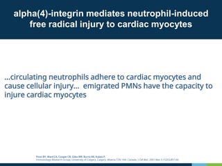 alpha(4)-integrin mediates neutrophil-induced
free radical injury to cardiac myocytes
…circulating neutrophils adhere to cardiac myocytes and
cause cellular injury… emigrated PMNs have the capacity to
injure cardiac myocytes
Poon BY, Ward CA, Cooper CB, Giles WR, Burns AR, Kubes P.
Immunology Research Group, University of Calgary, Calgary, Alberta T2N 1N4, Canada. J Cell Biol. 2001 Mar 5;152(5):857-66.
 