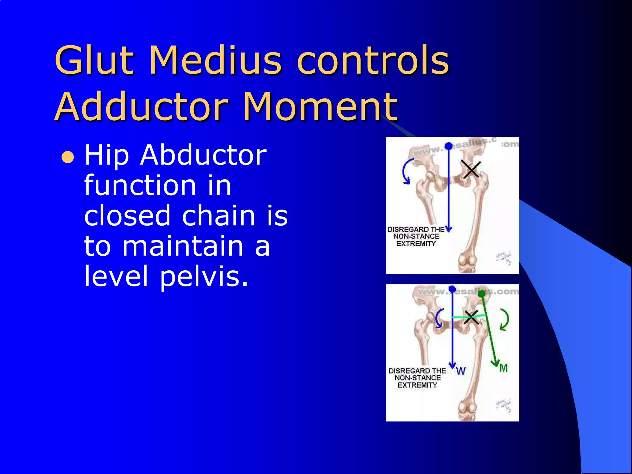 Glut Medius controls Adductor MomentHip Abductor function in closed chain is to maintain a level pelvis.