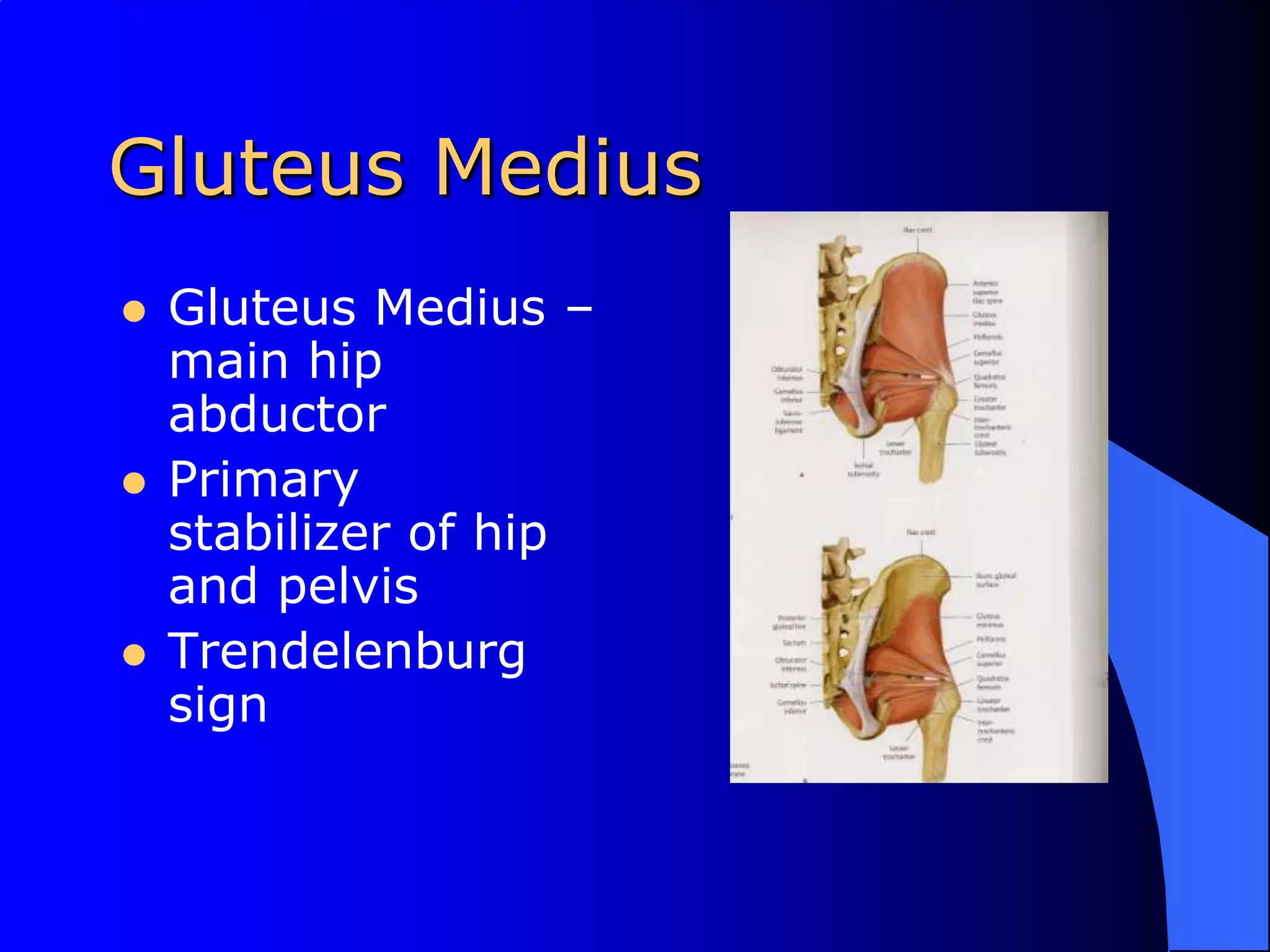 Gluteus MediusGluteus Medius – main hip abductorPrimary stabilizer of hip and pelvisTrendelenburg sign
