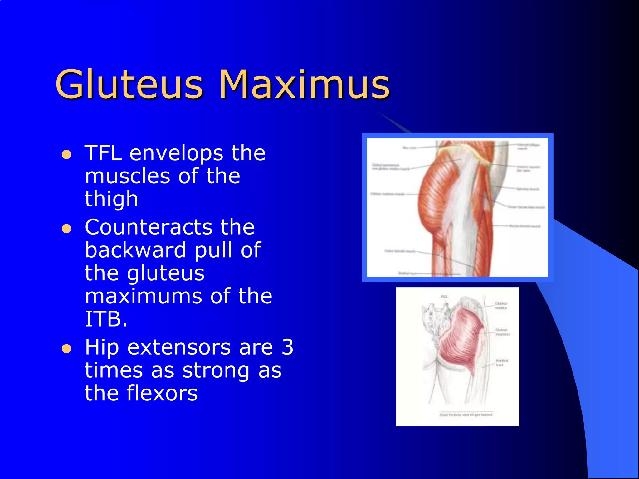 Gluteus MaximusTFL envelops the muscles of the thighCounteracts the backward pull of the gluteus maximums of the ITB.Hip extensors are 3 times as strong as the flexors