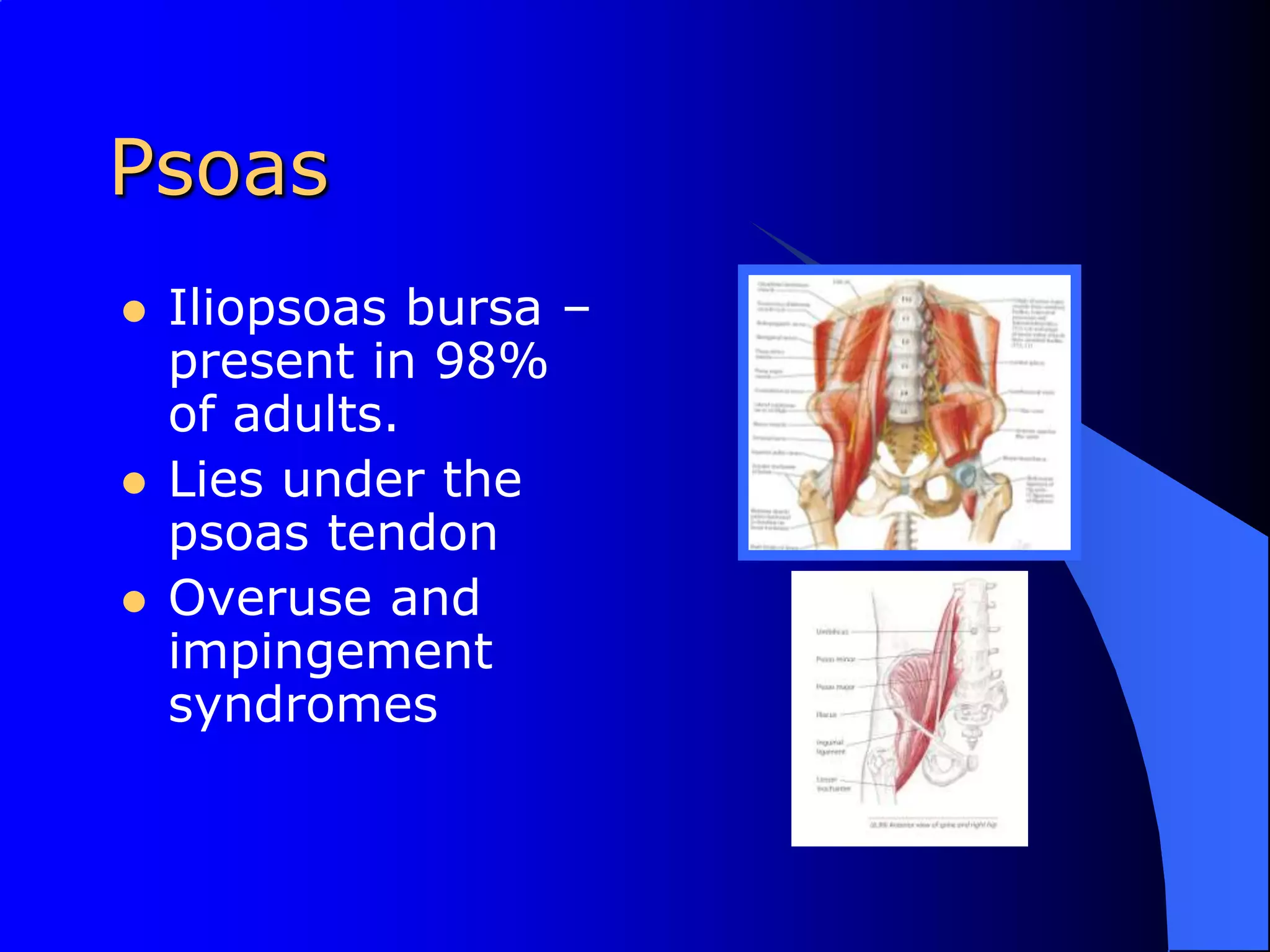 PsoasIliopsoas bursa – present in 98% of adults.Lies under the psoas tendonOveruse and impingement syndromes