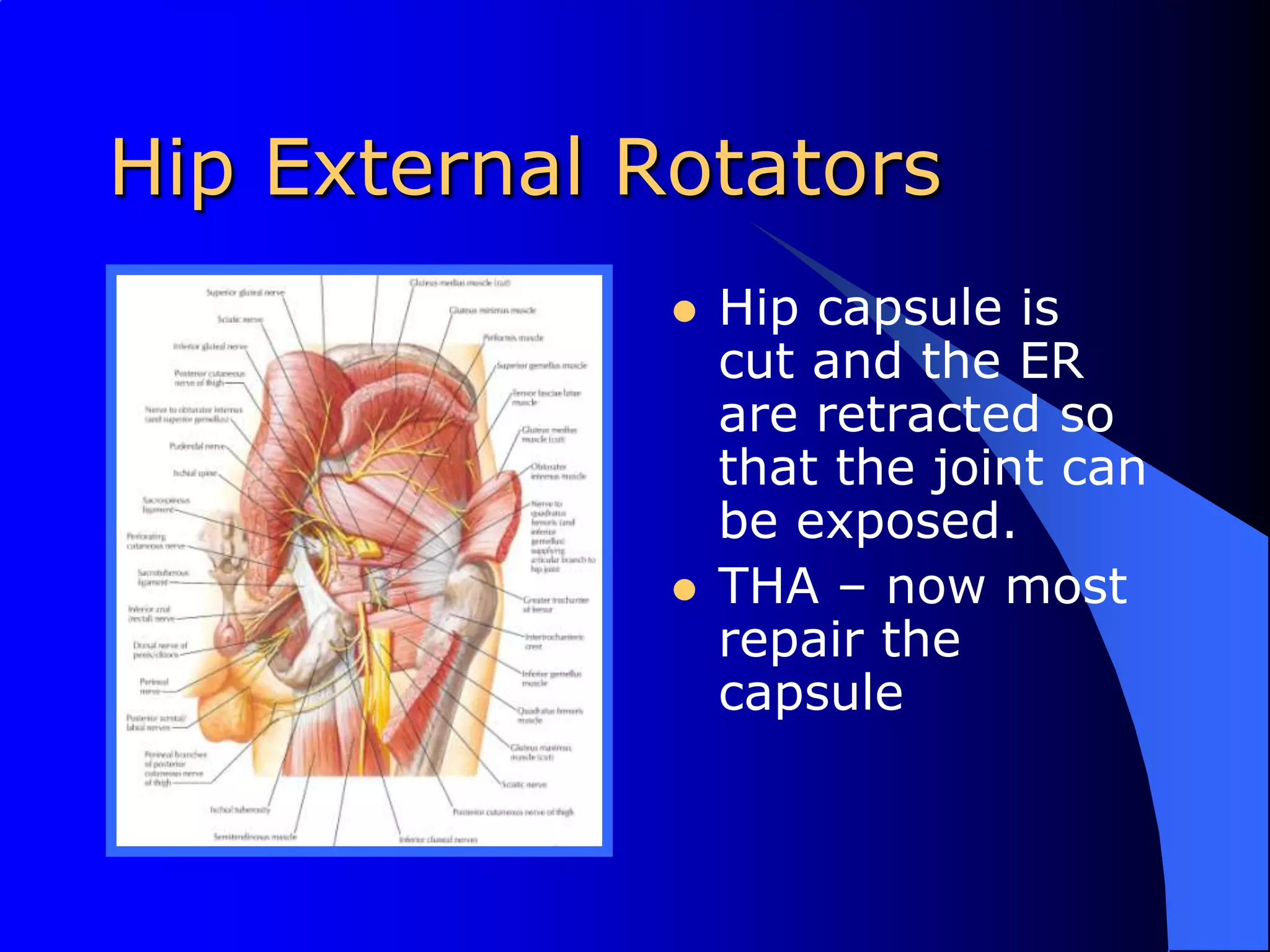 Hip External RotatorsHip capsule is cut and the ER are retracted so that the joint can be exposed.THA – now most repair the capsule