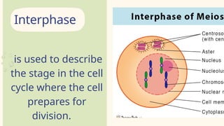 Exploring-Cells-in-Detail-Education-Presentation-in-0-Hand-Drawn ...