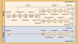 Exploring-Cells-in-Detail-Education-Presentation-in-0-Hand-Drawn ...
