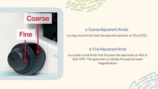 a. Coarse Adjusment Knobs
is a big round knob that focuses the secimen at 10x (LPO)
b. Fine Adjusment Knob
is a small round knob that focuses the specimen at 40x or
60x HPO. The specimen is initially focused at lower
magnification.
 