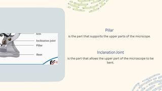 Pillar
is the part that supports the upper parts of the micrscope.
Inclanation Joint
is the part that allows the upper part of the microscope to be
bent.
 