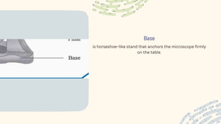 Base
is horseshoe-like stand that anchors the microscope firmly
on the table.
 