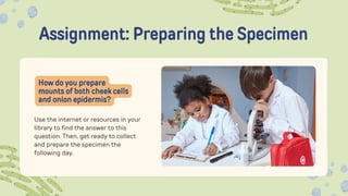 Assignment: Preparing the Specimen
Use the internet or resources in your
library to find the answer to this
question. Then, get ready to collect
and prepare the specimen the
following day.
How do you prepare
mounts of both cheek cells
and onion epidermis?
 