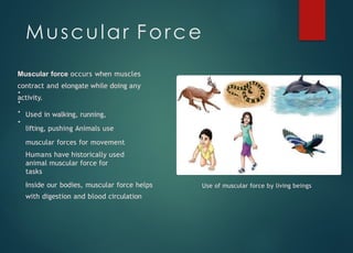 Muscular Force
Muscular force occurs when muscles
contract and elongate while doing any
activity.
Used in walking, running,
lifting, pushing Animals use
muscular forces for movement
Humans have historically used
animal muscular force for
tasks
Inside our bodies, muscular force helps
with digestion and blood circulation
Use of muscular force by living beings
 
