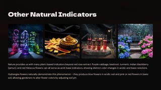 Other Natural Indicators
Nature provides us with many plant-based indicators beyond red rose extract. Purple cabbage, beetroot, turmeric, Indian blackberry
(jamun), and red hibiscus flowers can all serve as acid-base indicators, showing distinct color changes in acidic and basic solutions.
Hydrangea flowers naturally demonstrate this phenomenon - they produce blue flowers in acidic soil and pink or red flowers in basic
soil, allowing gardeners to alter flower colors by adjusting soil pH.
 