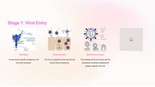 Stage 1: Viral Entry
Binding
Viruses bind to specific receptors on the
host cell membrane.
Endocytosis
The virus is engulfed by the host cell and
moved into an endosome.
Membrane fusion
The envelope of the virus fuses with the
endosomal membrane releasing the
genetic material in the cell.
 