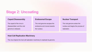 Stage 2: Uncoating
Capsid Disassembly
The capsid of the virus is
disassembled, and the viral
genome is released.
Endosomal Escape
The viral genome escapes the
endosome and moves towards
the nucleus.
Nuclear Transport
The viral genome enters the
nucleus and begins the process of
replication.
Host Cell Replication Machinery
The virus hijacks the host cell replication machinery to replicate its genome.
 
