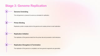 Stage 3: Genome Replication
1 Genome Unwinding
The viral genome is unwound to serve as a template for replication.
2 Primer Binding
Replication protein complex binds to the genome and creates primers to start replication.
3 Replication Initiation
The replication of the genome starts from the primer site and proceeds in both directions.
4 Replication Elongation & Termination
The replication of the genome is completed, and new genomic segments are generated.
 