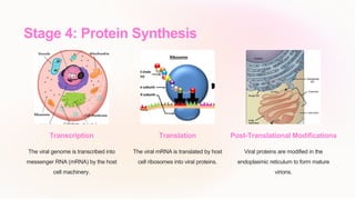 Stage 4: Protein Synthesis
Transcription
The viral genome is transcribed into
messenger RNA (mRNA) by the host
cell machinery.
Translation
The viral mRNA is translated by host
cell ribosomes into viral proteins.
Post-Translational Modifications
Viral proteins are modified in the
endoplasmic reticulum to form mature
virions.
 