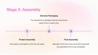 Stage 5: Assembly
1
Protein Assembly
Viral proteins come together to form the viral capsid.
2
Genome Packaging
The viral genome is packaged inside the newly formed
capsid to form a mature virion.
3
Final Assembly
Maturation of the virion occurs as the final components
are assembled to form a new viral particle.
 