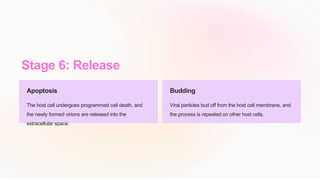 Stage 6: Release
Apoptosis
The host cell undergoes programmed cell death, and
the newly formed virions are released into the
extracellular space.
Budding
Viral particles bud off from the host cell membrane, and
the process is repeated on other host cells.
 