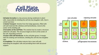 Exploring Cells division in details.pptx