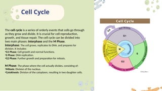 Exploring Cells division in details.pptx
