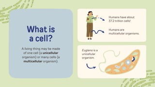 Exploring Cells in Detail Education Presentation in Hand Drawn Lightly ...