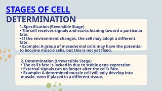 Exploring Cells in Detail Education Presentation in Hand Drawn Lightly ...