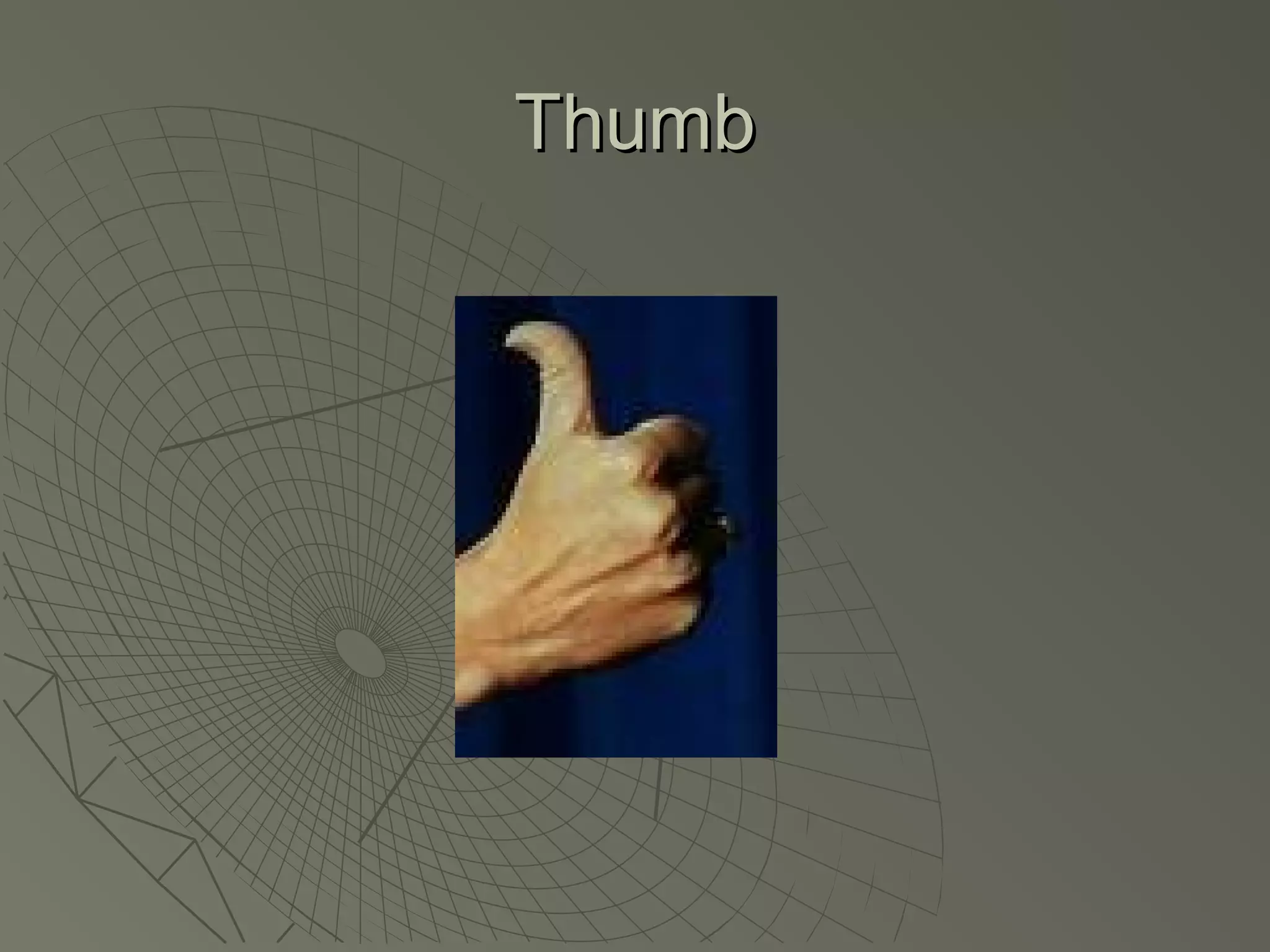 Thumb
 