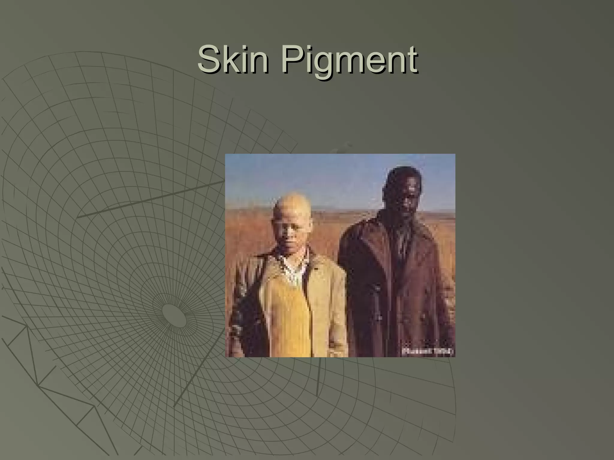 Skin Pigment
 