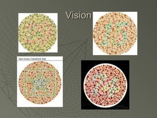 Recessive Visual Exploring dominant and recessive traits | PPT