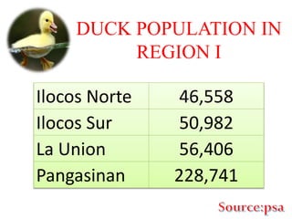 DUCK POPULATION IN
REGION I
Ilocos Norte 46,558
Ilocos Sur 50,982
La Union 56,406
Pangasinan 228,741
 
